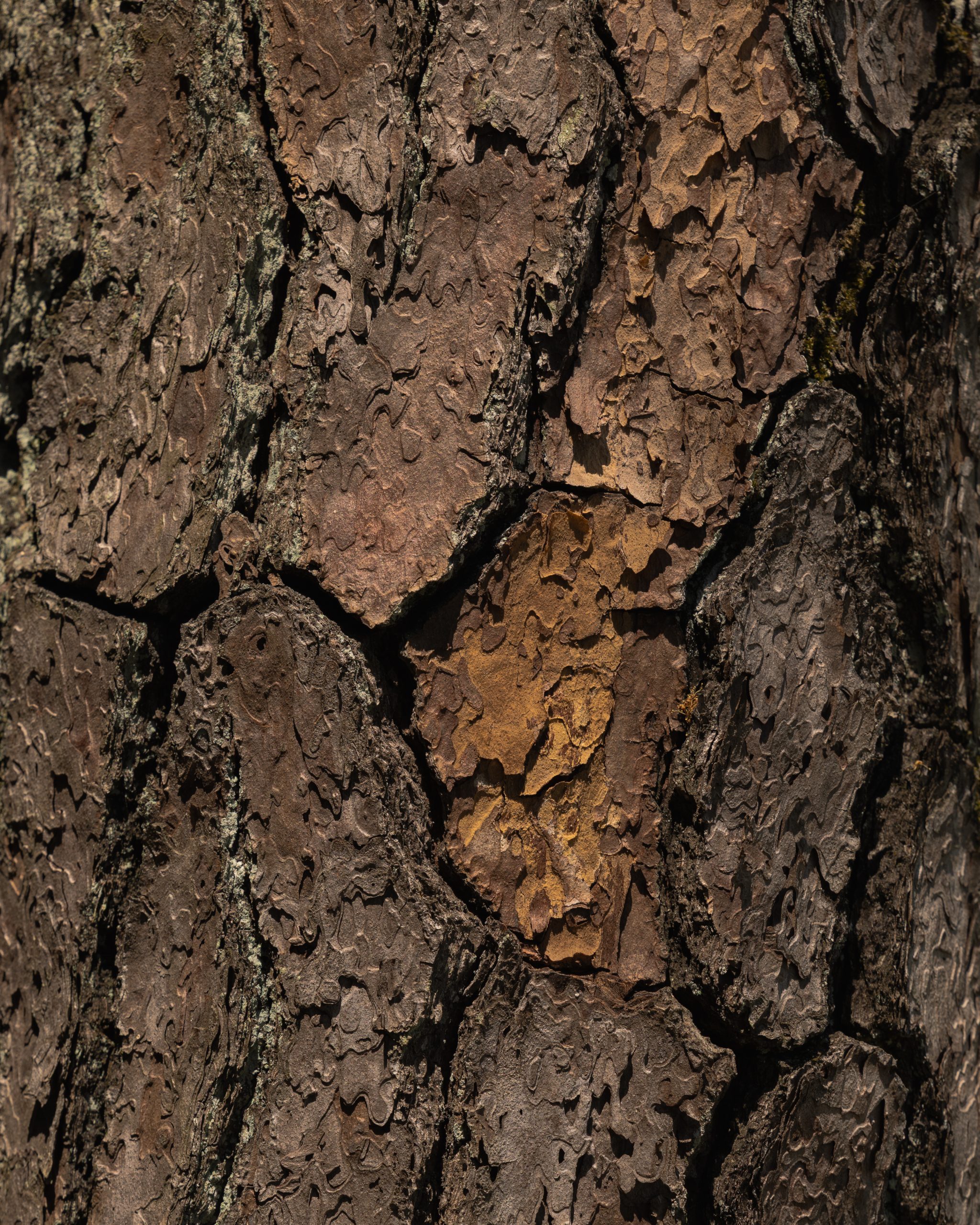 BEDjwFORD-8